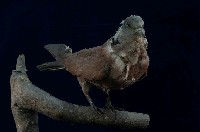 Red Turtle Dove Collection Image, Figure 5, Total 11 Figures